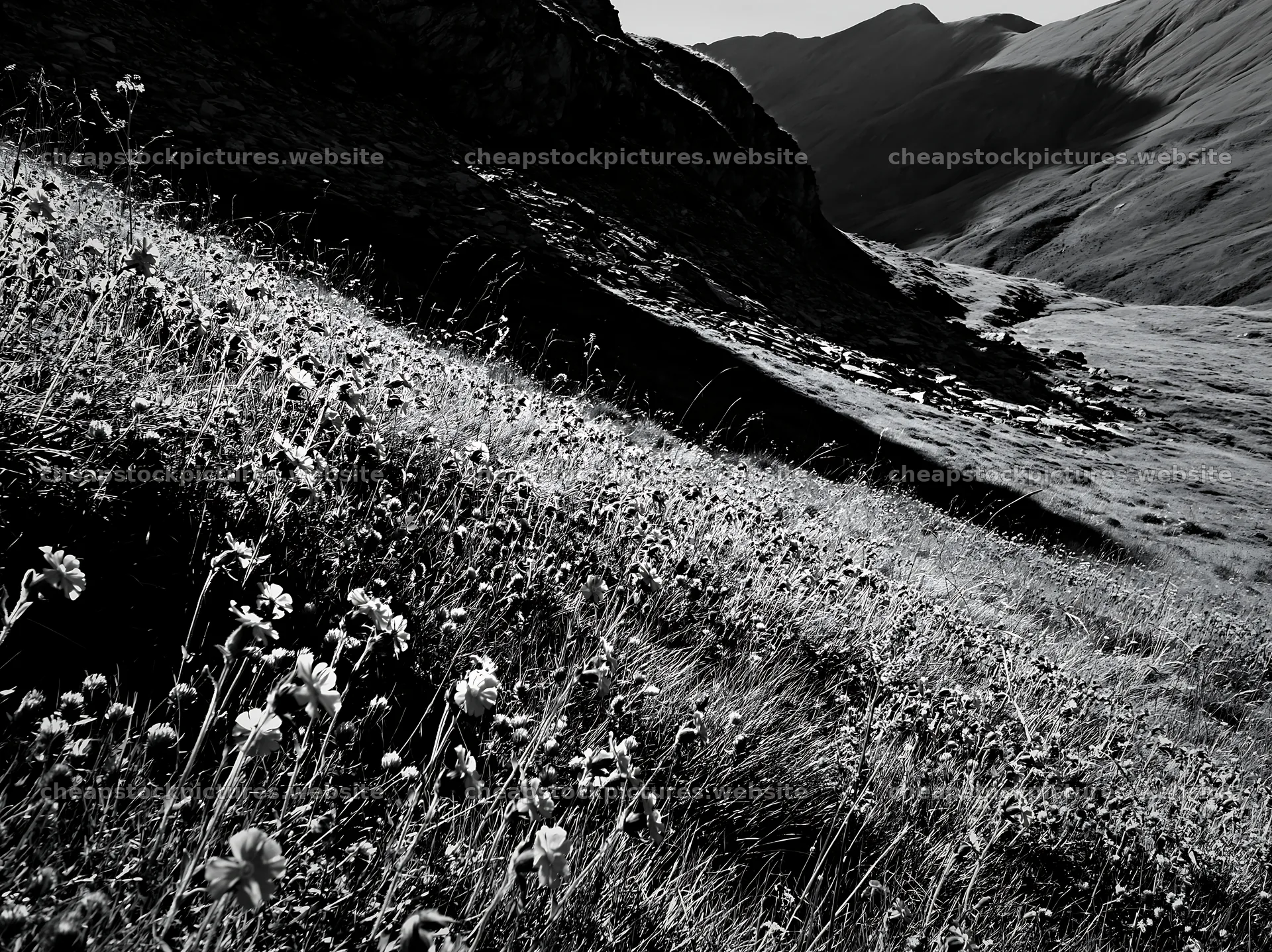 Meadow with campion in black and white landscape – stock pictures 9174x6866