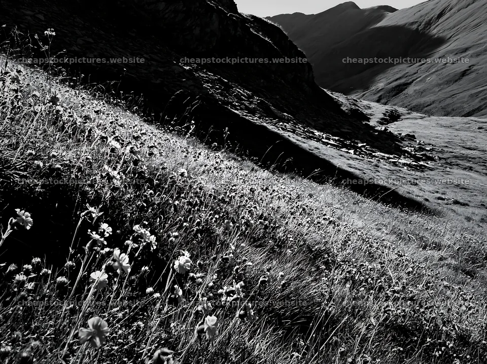 Meadow with campion in black and white landscape – stock pictures 9174x6866