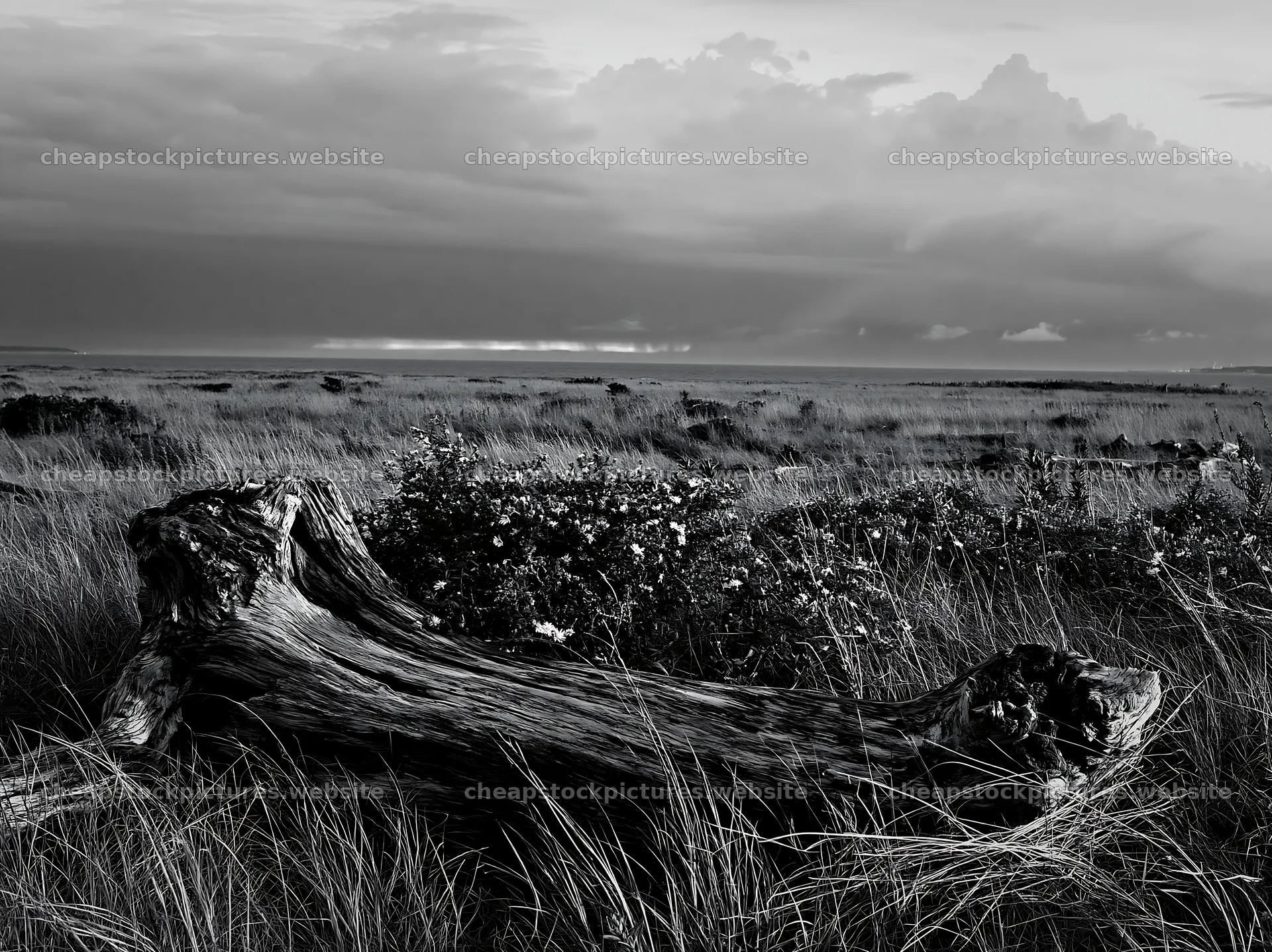 Chiba coastal climate meadow driftwood foreground with grass and – stock pictures 9174x6866