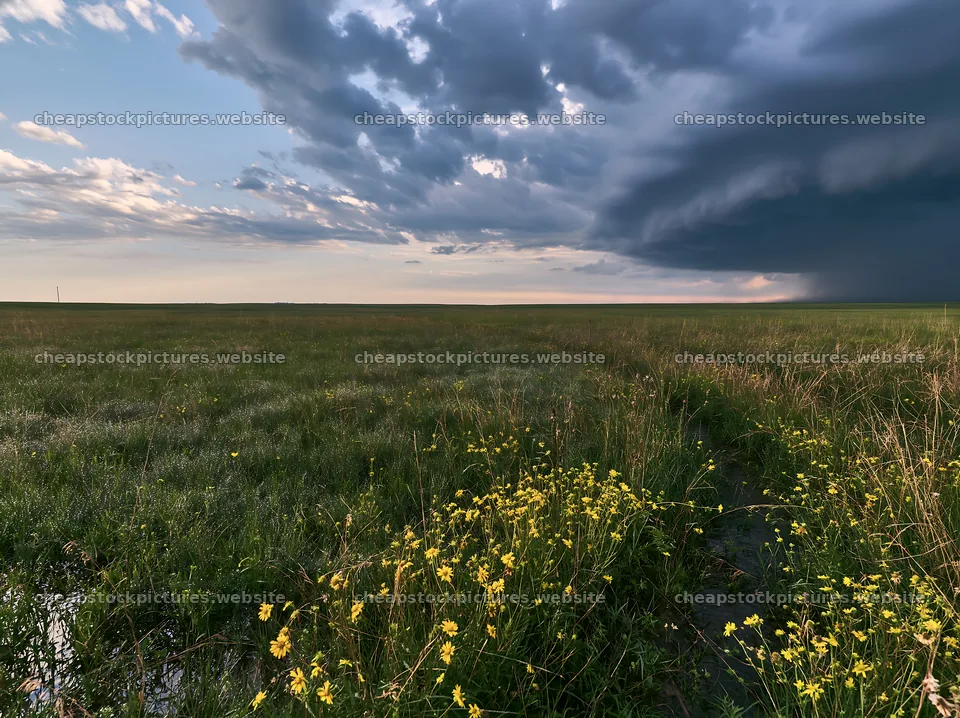Rainwashed meadow with flowers and stormy sky – stock pictures 9174x6866