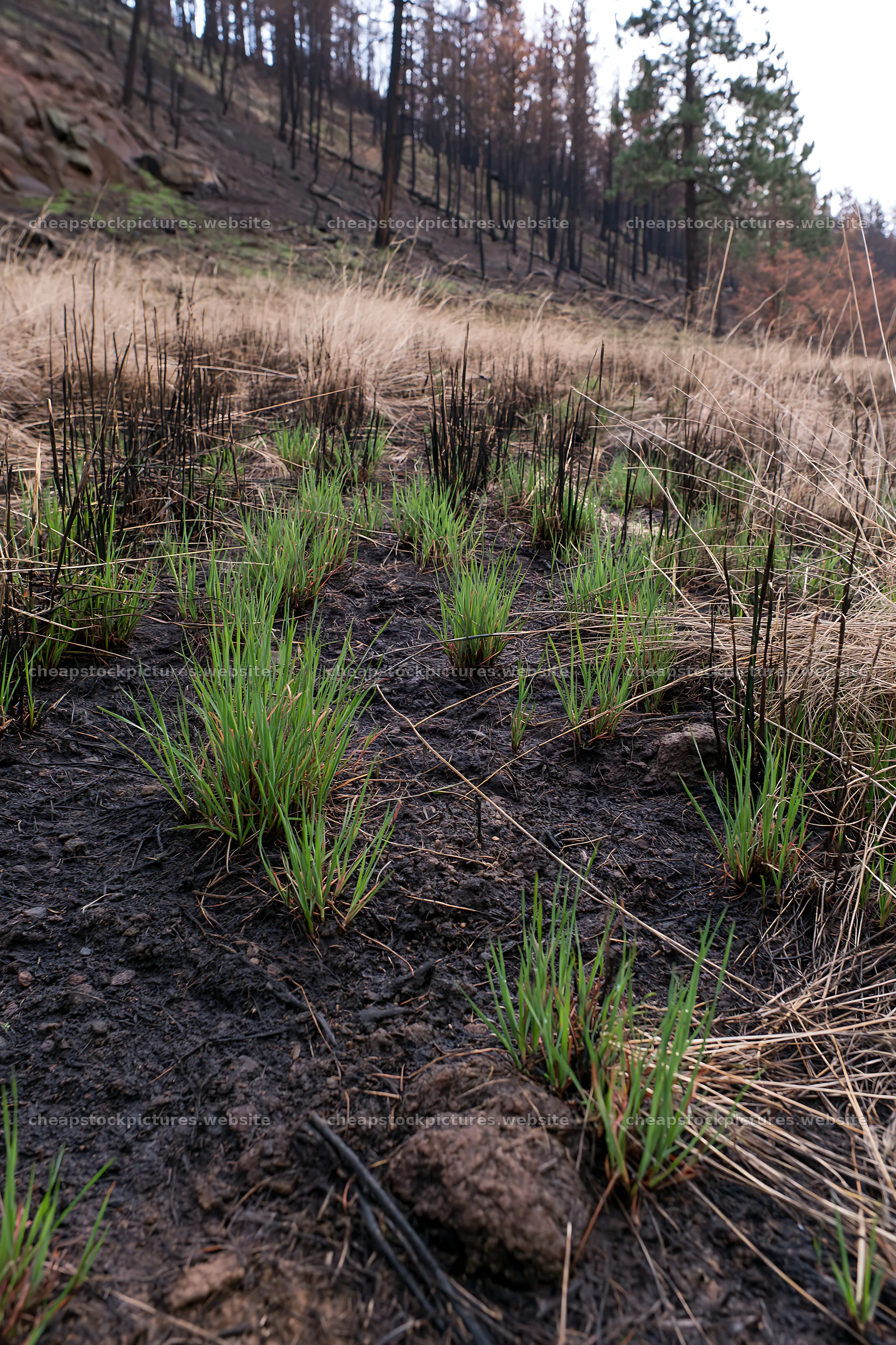 New grass growth in a climate-resilient meadow after a fire – stock pictures 6480x9722