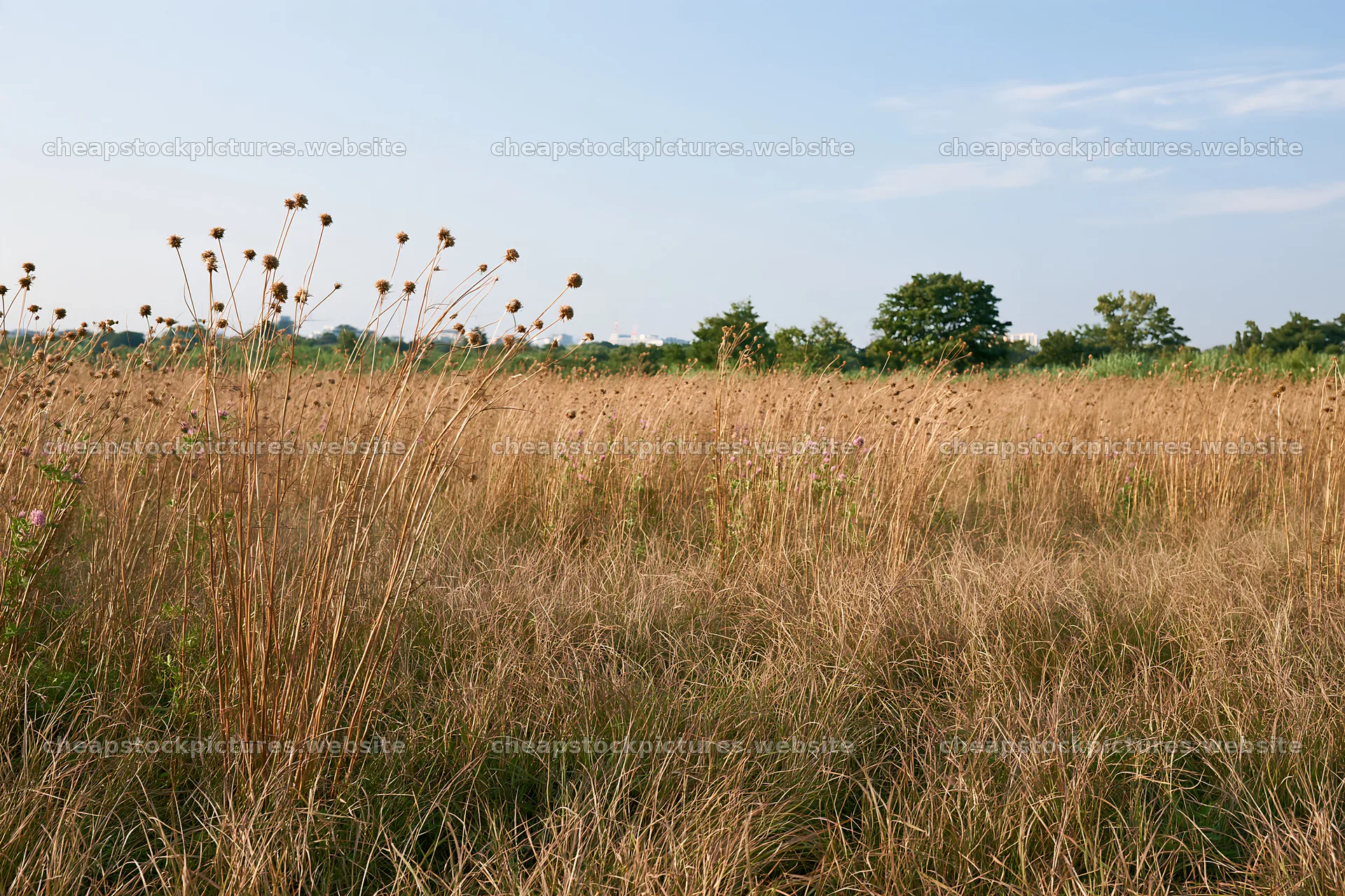 Tokyo urban biodiversity meadow with seedheads during daylight – stock pictures 9722x6480