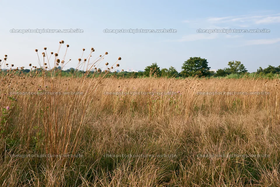 Tokyo urban biodiversity meadow with seedheads during daylight – stock pictures 9722x6480