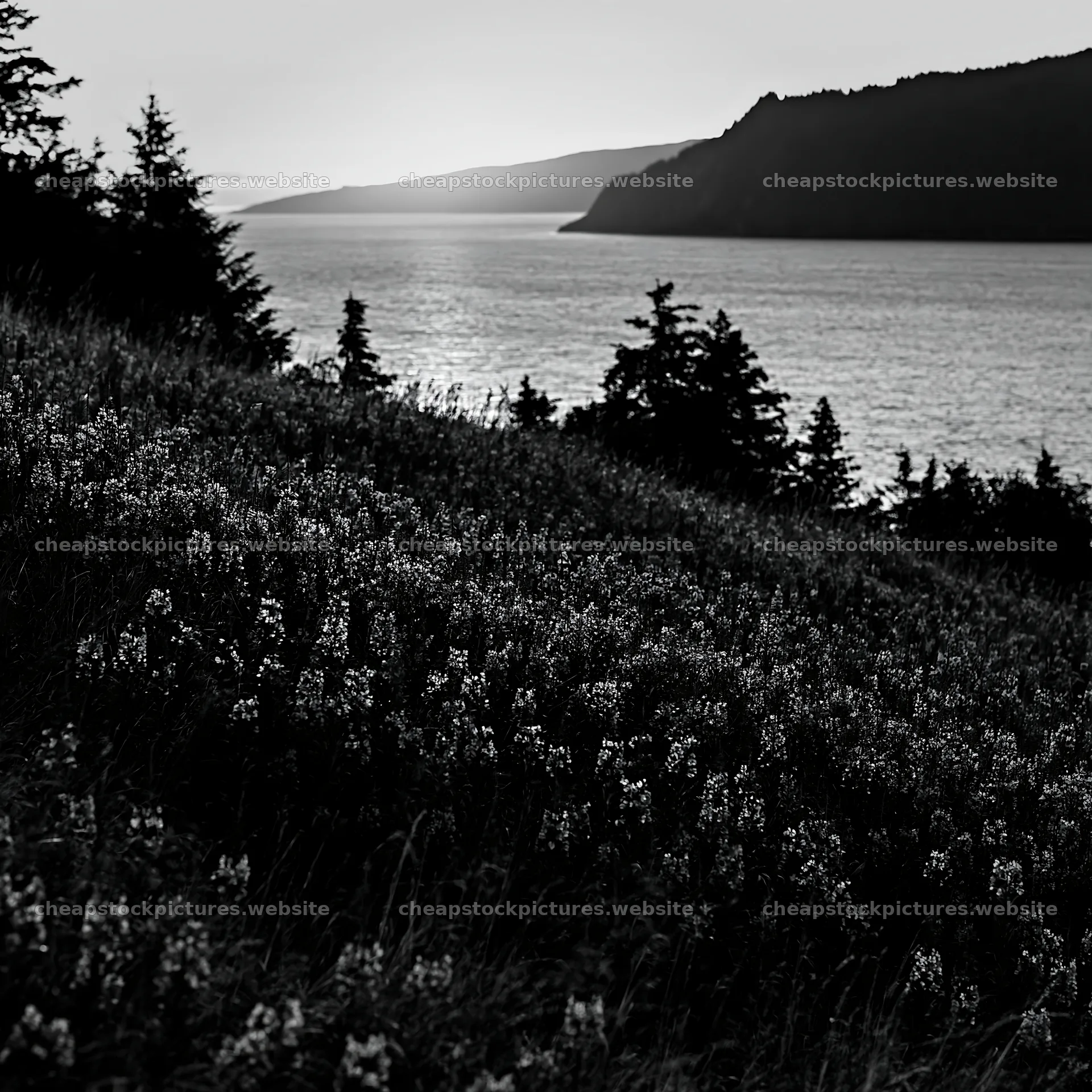Fireweed meadow sunset over the water and mountains – stock pictures 7938x7938