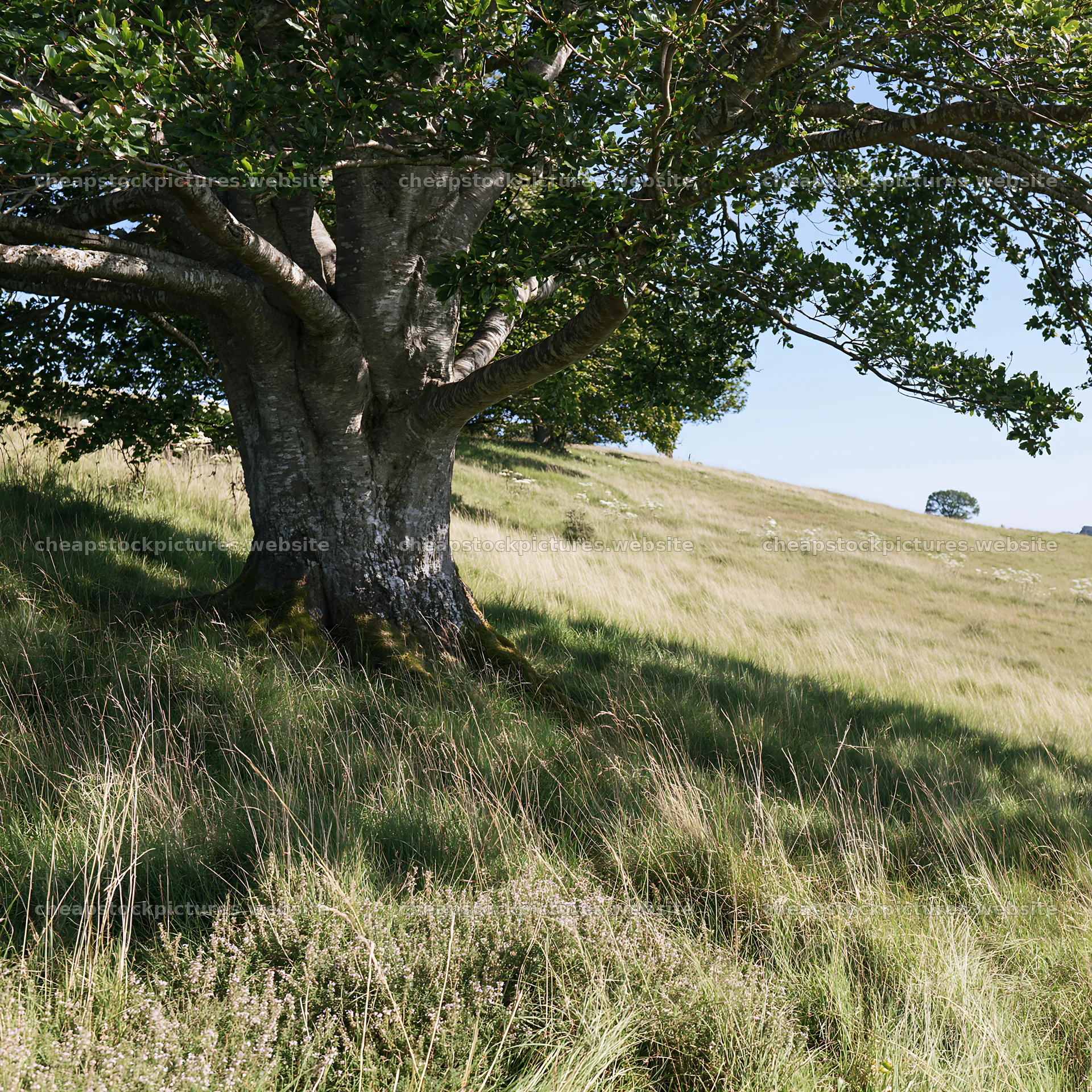 Sunny dry hillside in a meadow with a large tree – stock pictures 7938x7938
