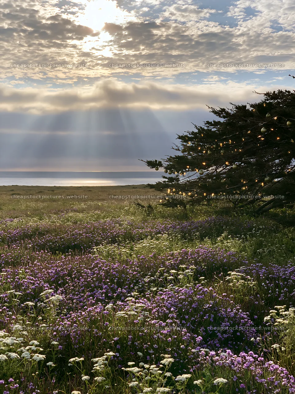 Meadow with Christmas lights under clouds and sun rays – stock pictures 6866x9174