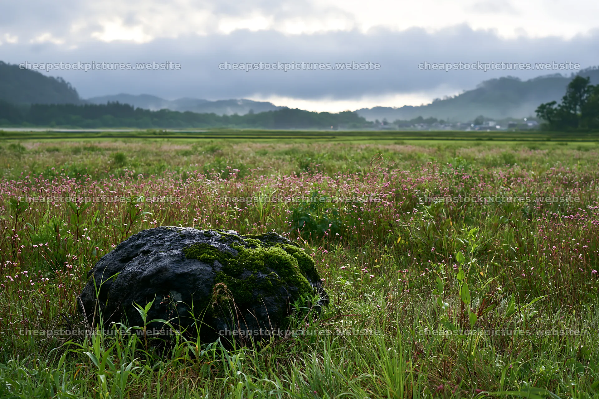 Miyagi spring recovery meadow mossy stone in natural setting – stock pictures 9722x6480