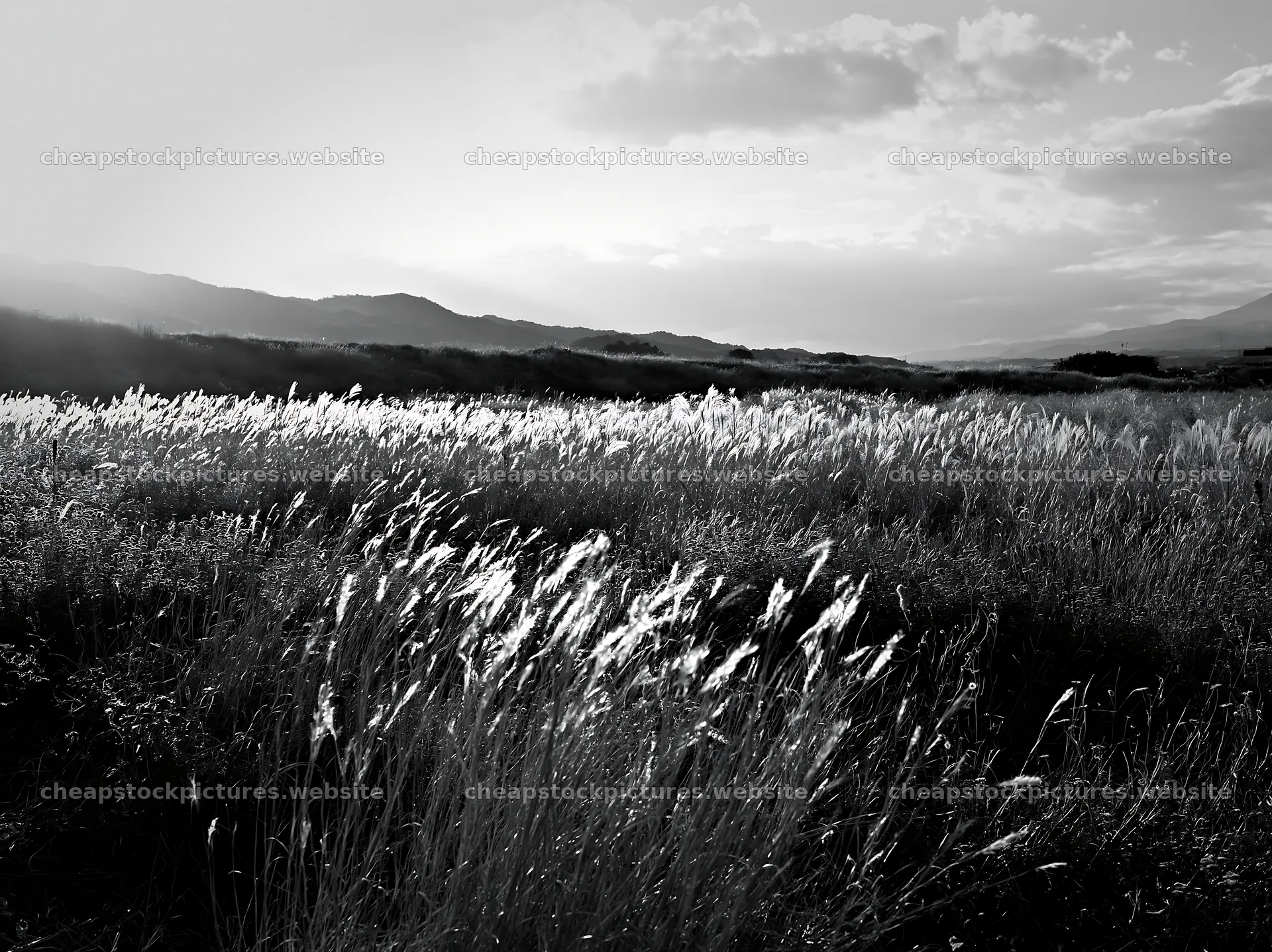 Aichi restored meadow autumn seedheads foreground – stock pictures 9174x6866