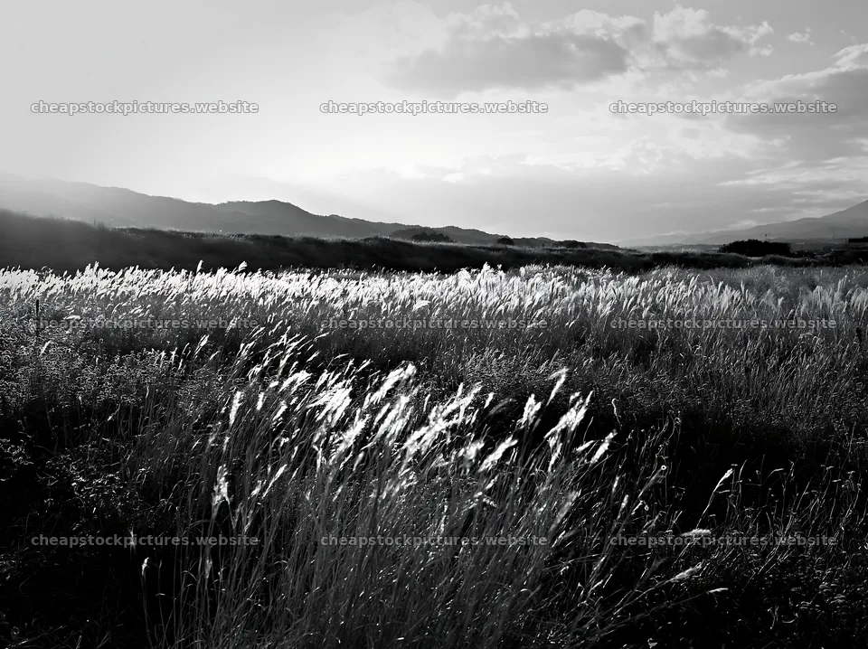 Aichi restored meadow autumn seedheads foreground – stock pictures 9174x6866