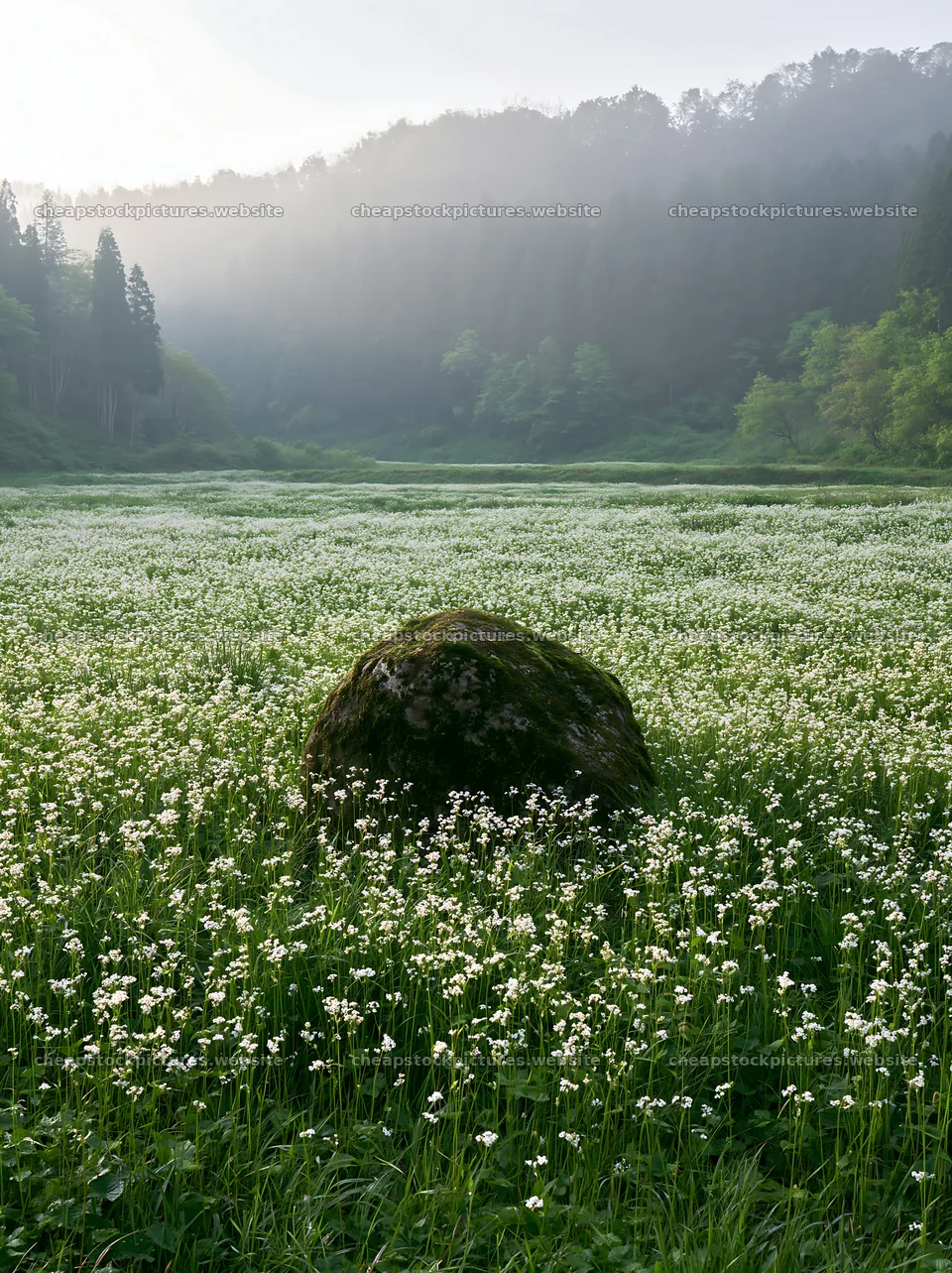 Miyagi spring recovery meadow mossy stone in green landscape – stock pictures 6866x9174