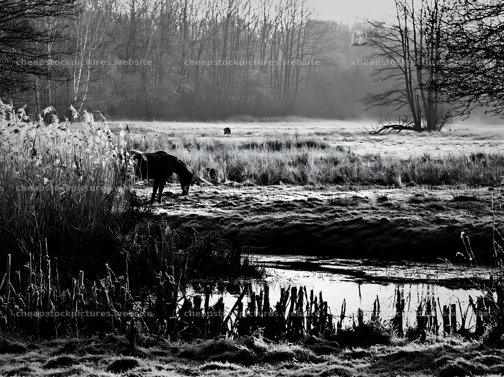 Quiet meadow with horse grazing near water – stock pictures 9174x6866