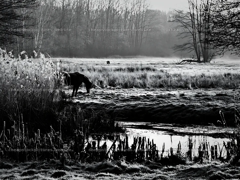 Quiet meadow with horse grazing near water – stock pictures 9174x6866
