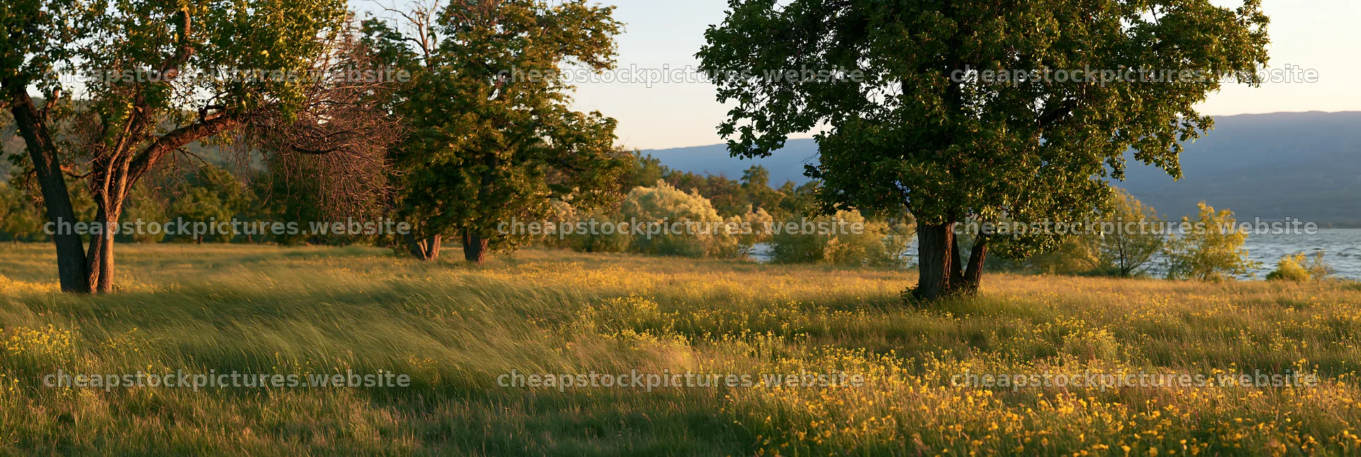 Lakeside orchard meadow with trees and flowing grass – stock pictures 13690x4602