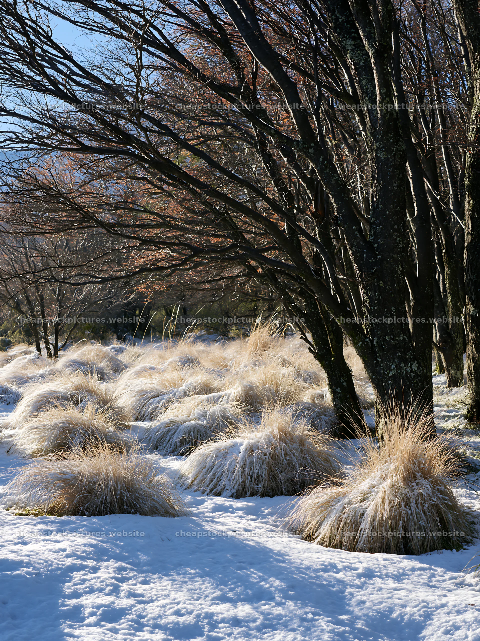 Snow-covered meadow in Torres del Paine with grasses – stock pictures 6866x9174