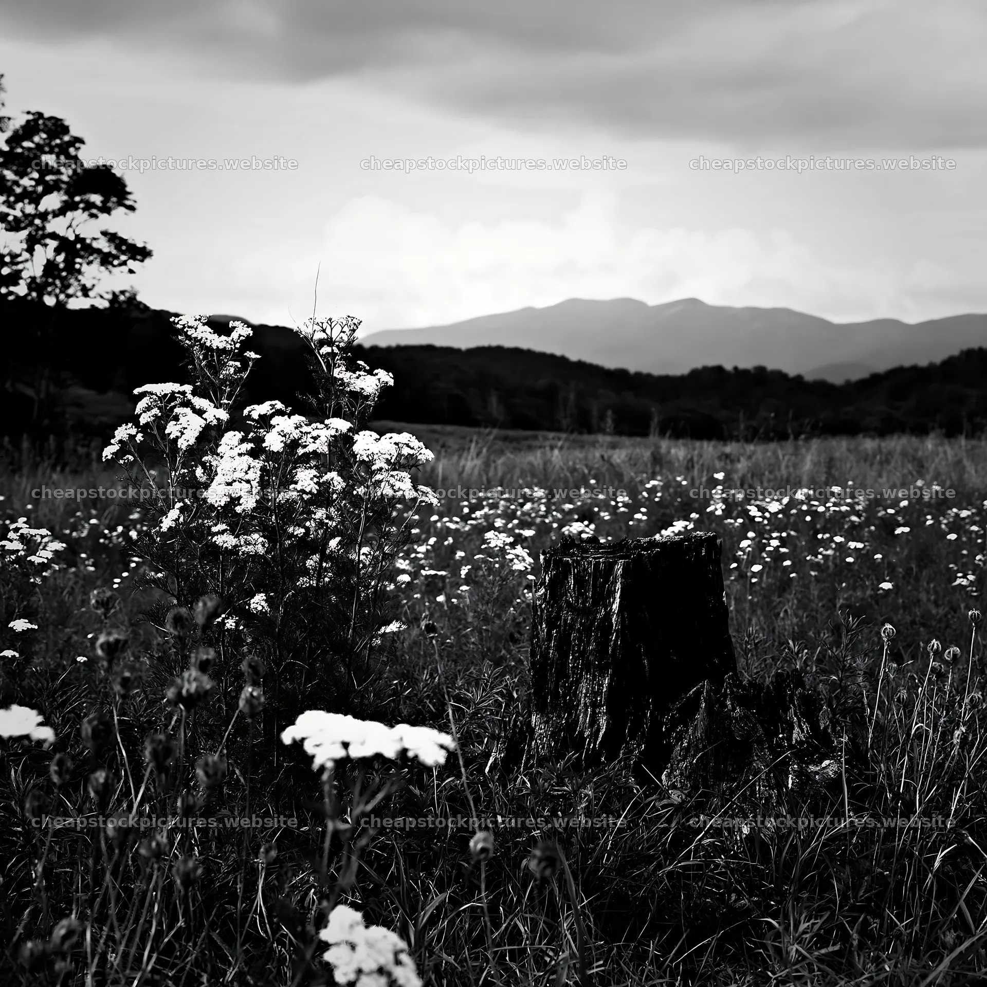 Fukushima native meadow with weathered stump and wildflowers – stock pictures 7938x7938