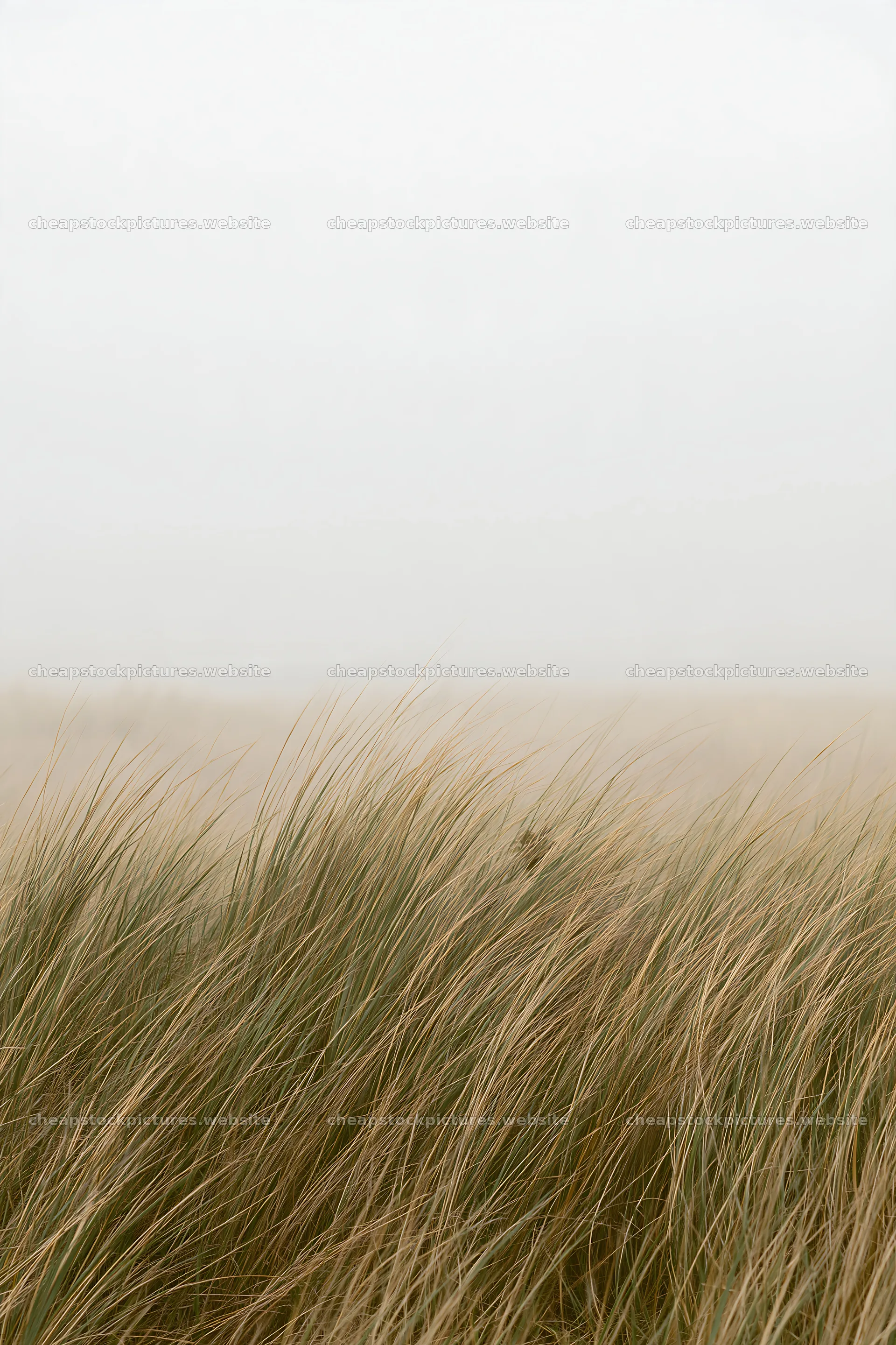 Windy meadow at Tottori with dune grasses – stock pictures 6480x9722