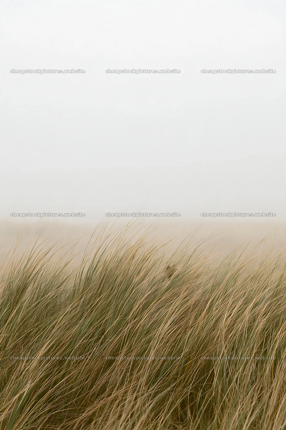Windy meadow at Tottori with dune grasses – stock pictures 6480x9722