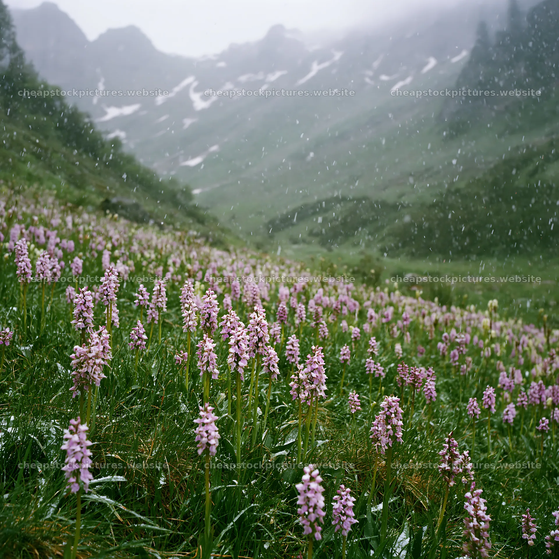 Colorful orchid meadow in a foggy mountain landscape – stock pictures 7938x7938