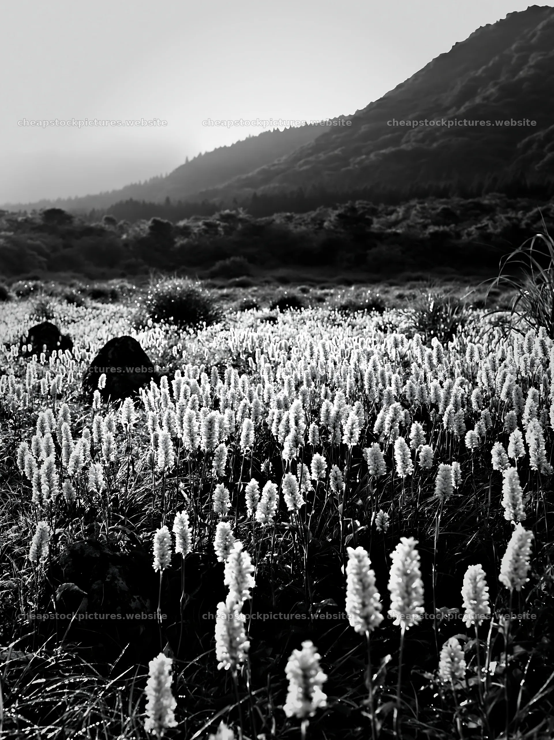 Oita highland meadow with granite stones in morning light – stock pictures 6866x9174