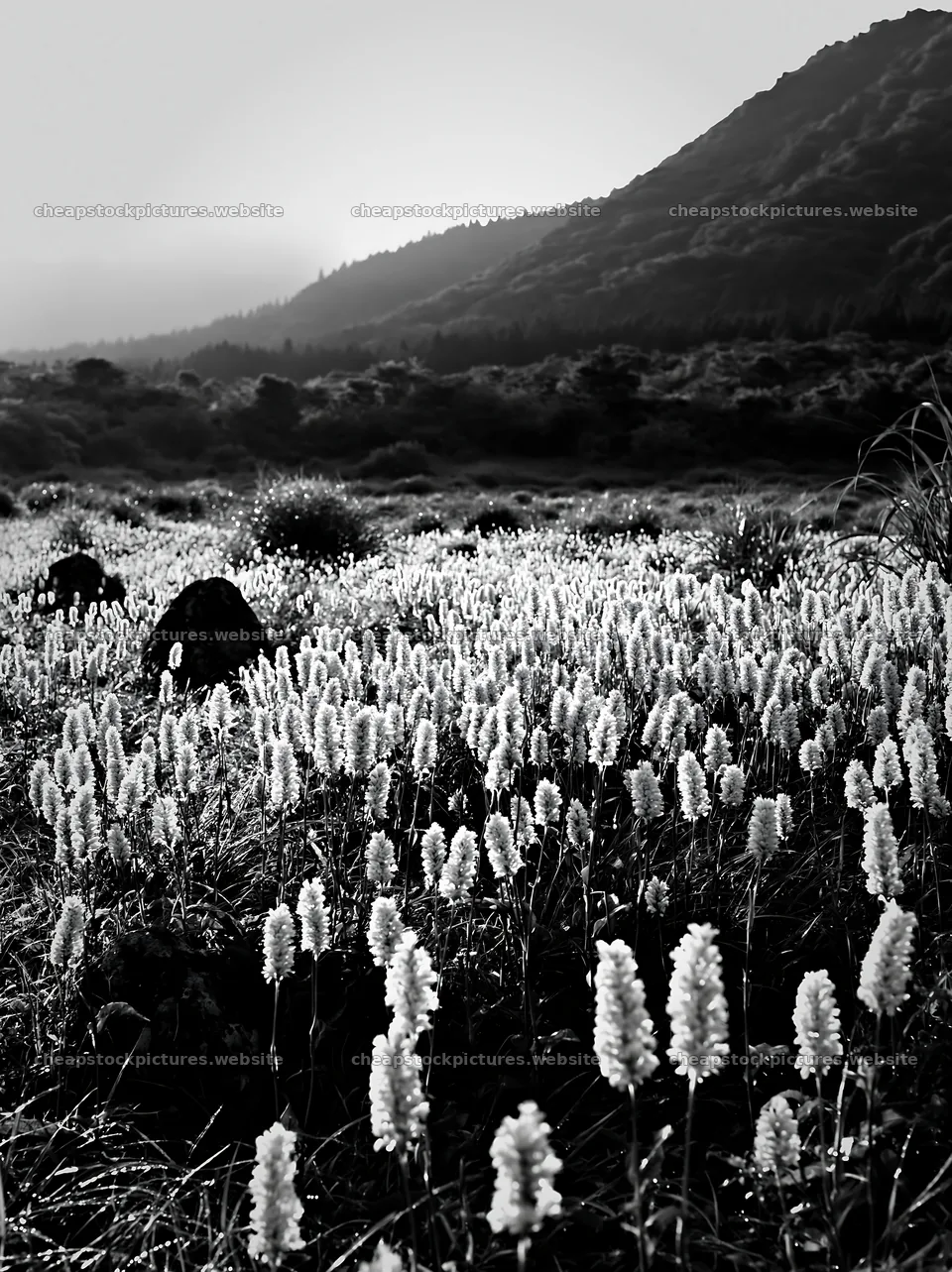 Oita highland meadow with granite stones in morning light – stock pictures 6866x9174