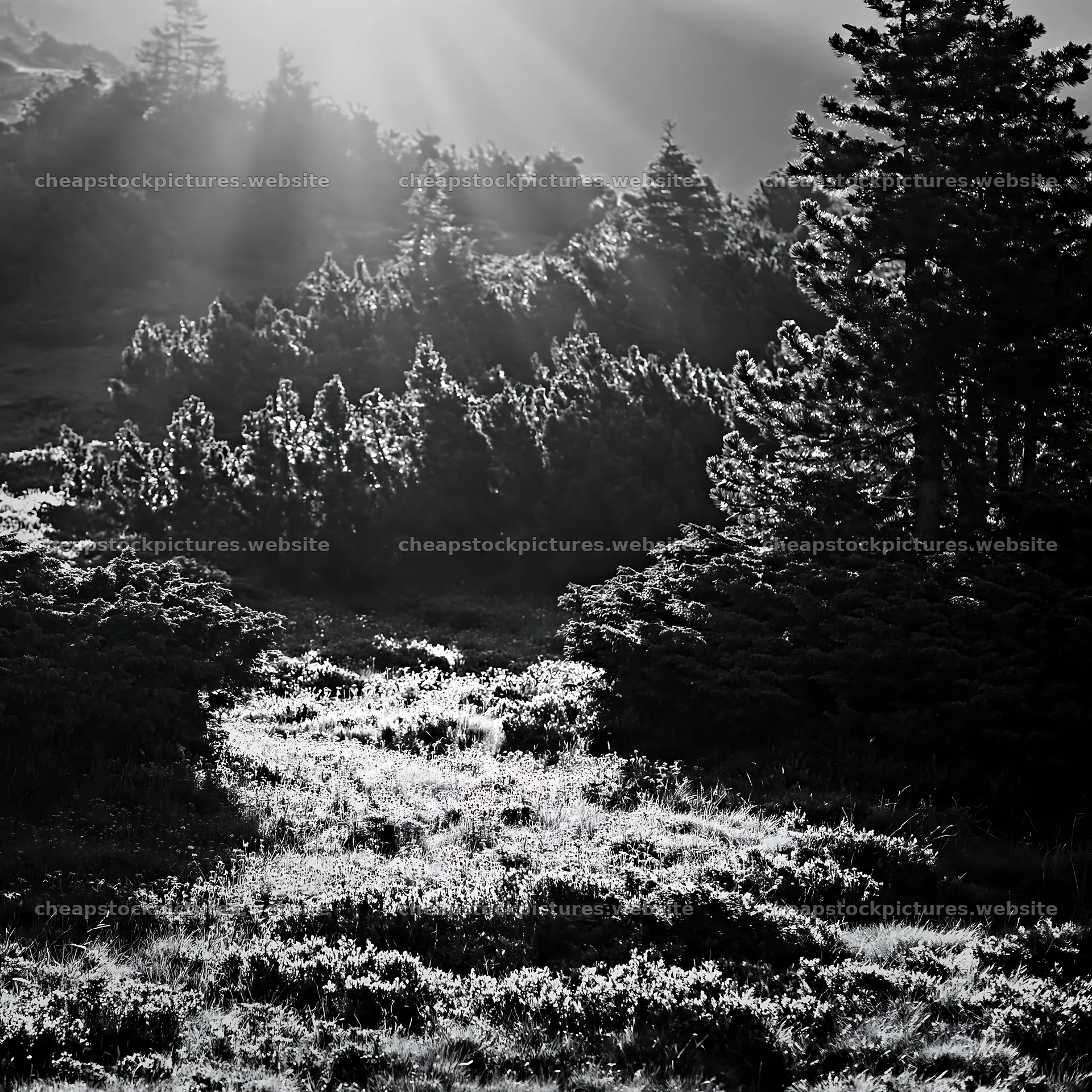 Light rays in meadow of Bucegi Mountains forest – stock pictures 7938x7938