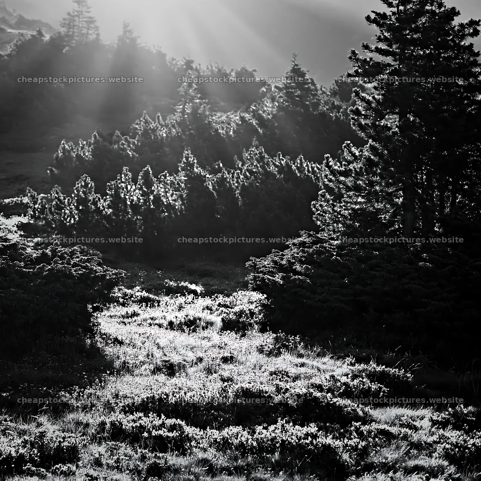 Light rays in meadow of Bucegi Mountains forest – stock pictures 7938x7938