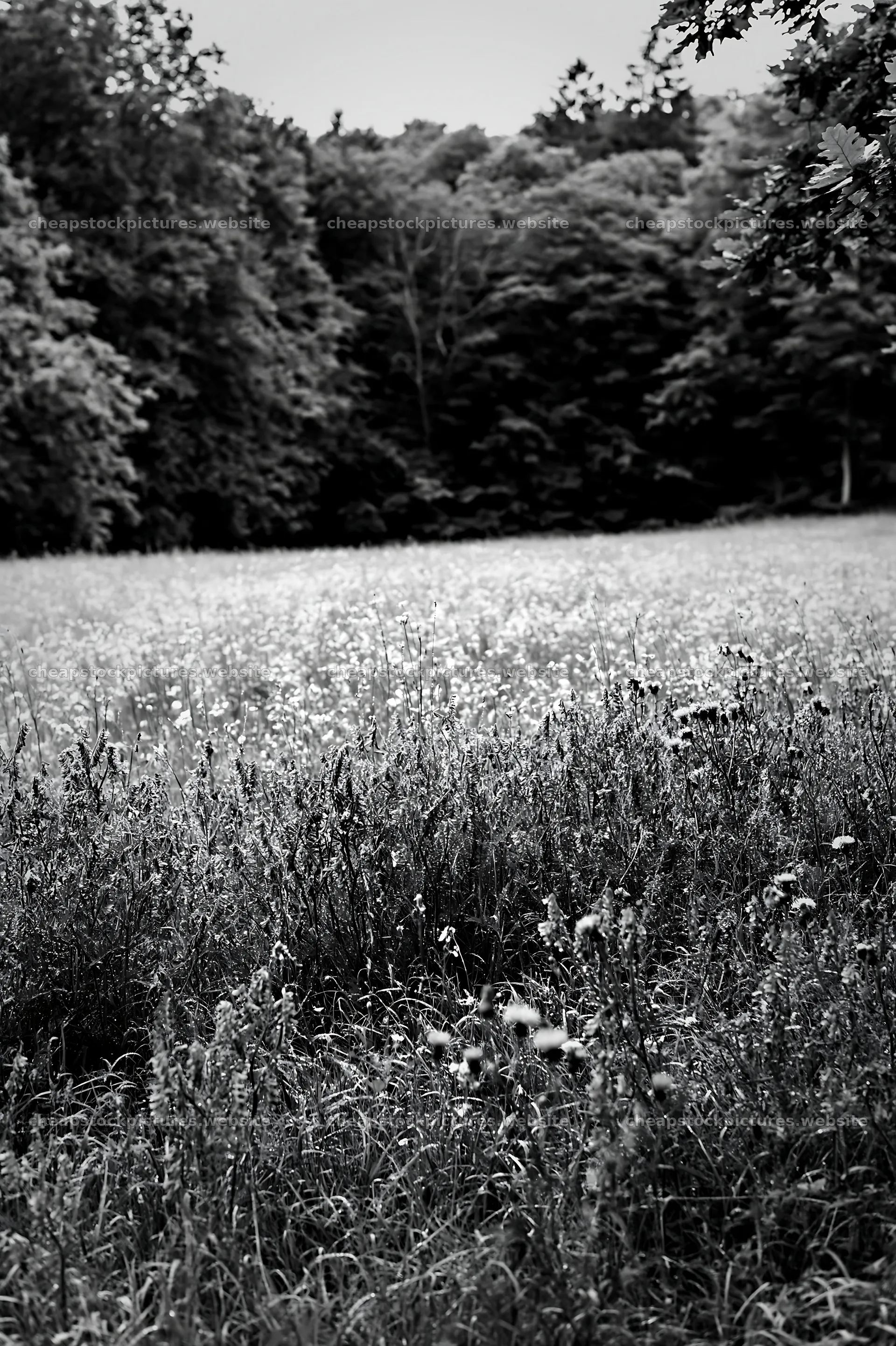 Flower meadow with woodland border in black and white – stock pictures 6480x9722