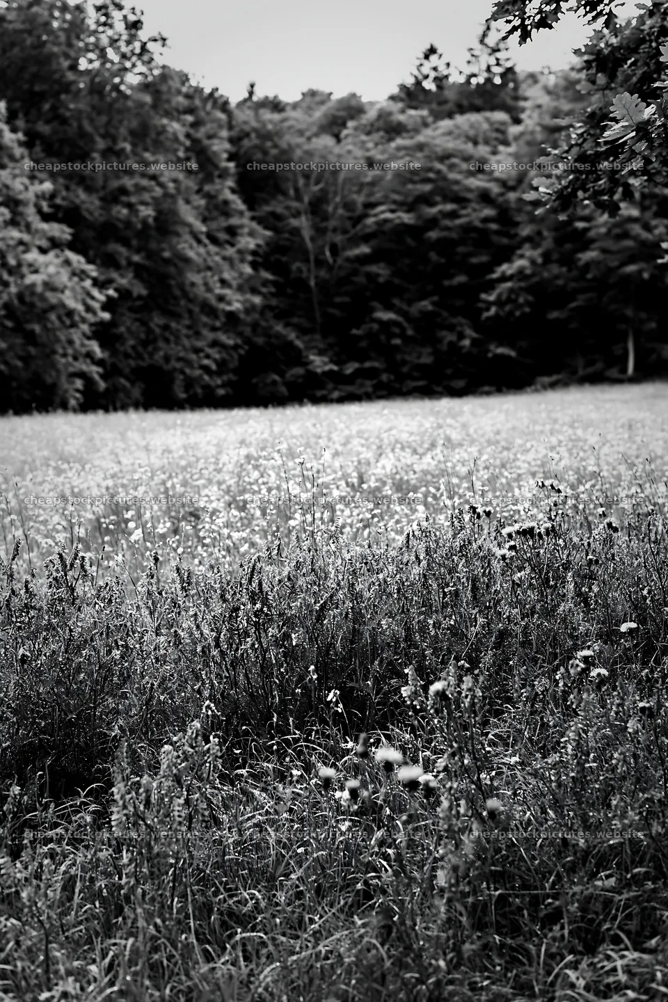 Flower meadow with woodland border in black and white – stock pictures 6480x9722