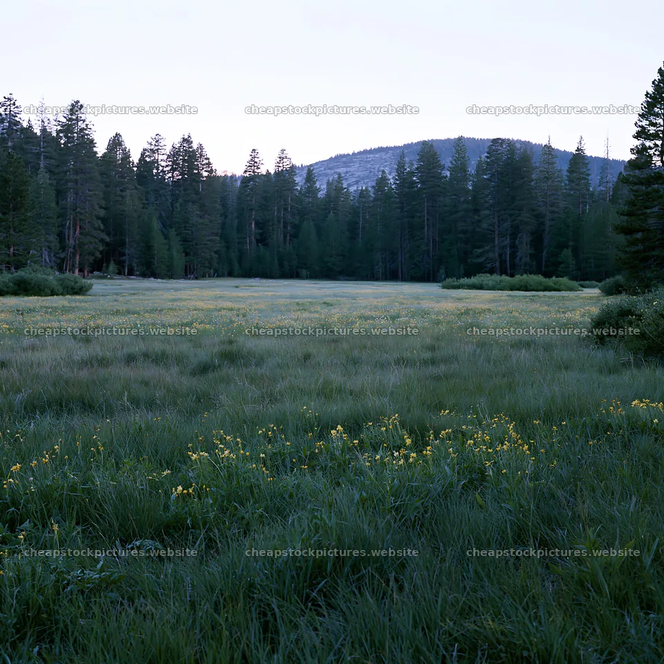 Pine forest meadow during twilight with yellow wildflowers – stock pictures 7938x7938