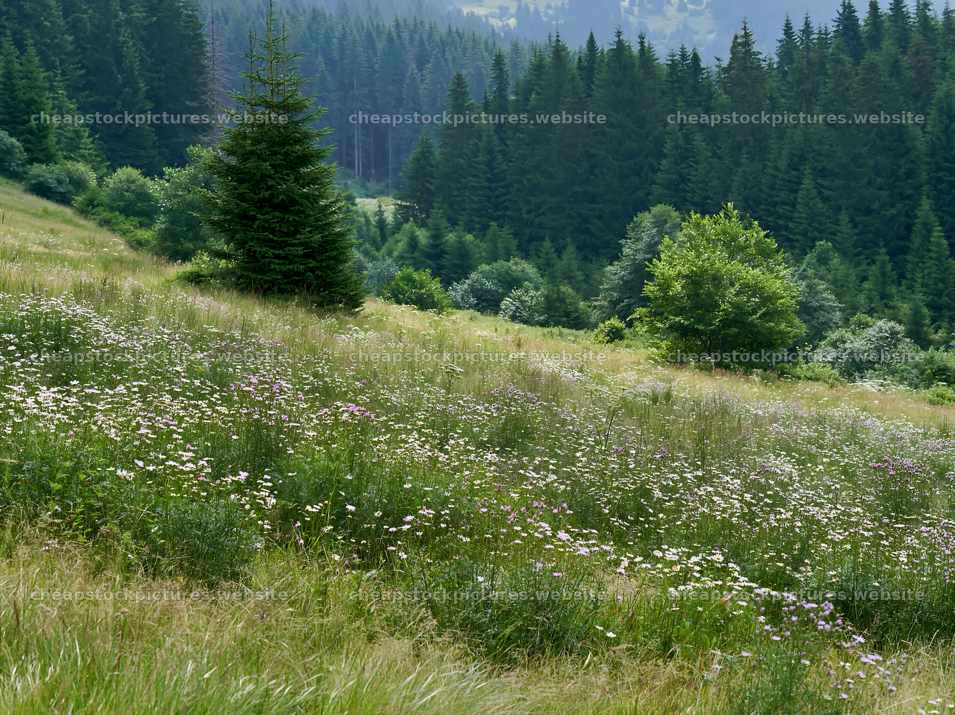 Regenerative meadow in a forested landscape with wildflowers – stock pictures 9174x6866