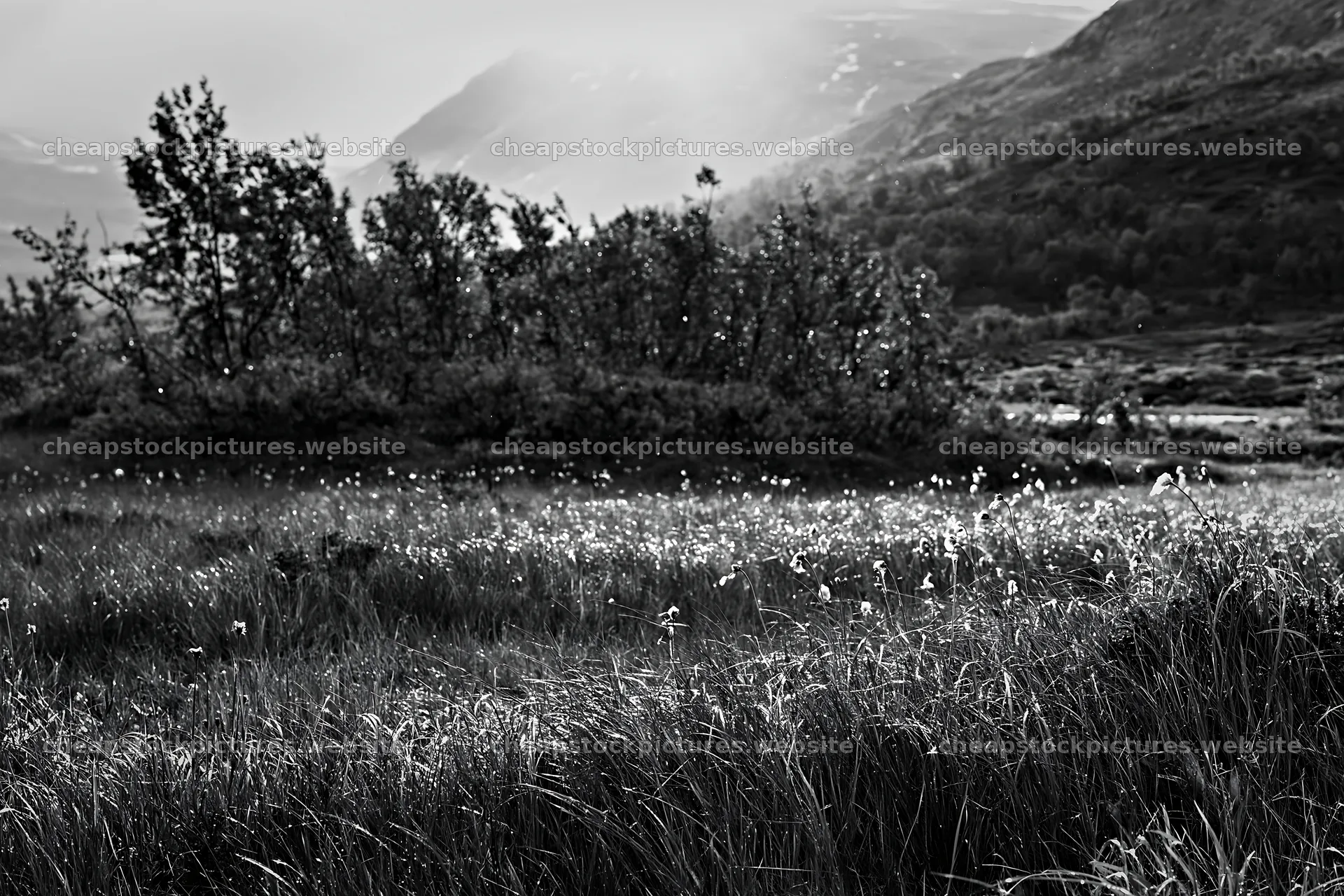 Jotunheimen valley meadow with sunbeams shining through trees – stock pictures 9722x6480