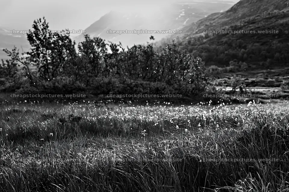 Jotunheimen valley meadow with sunbeams shining through trees – stock pictures 9722x6480