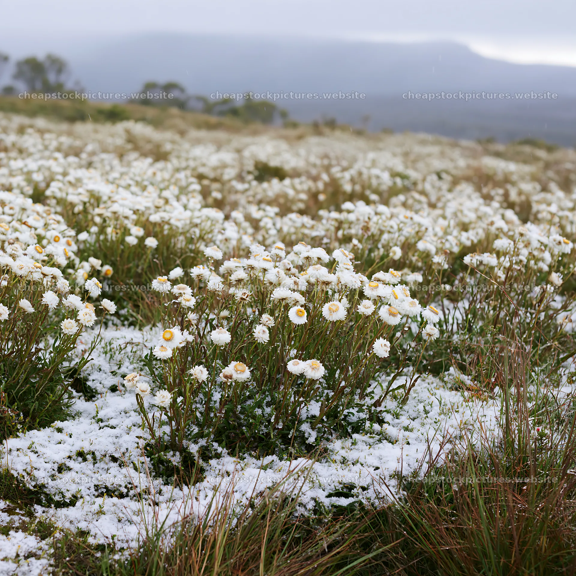 Snowy highland meadow with flowers in winter landscape – stock pictures 7938x7938