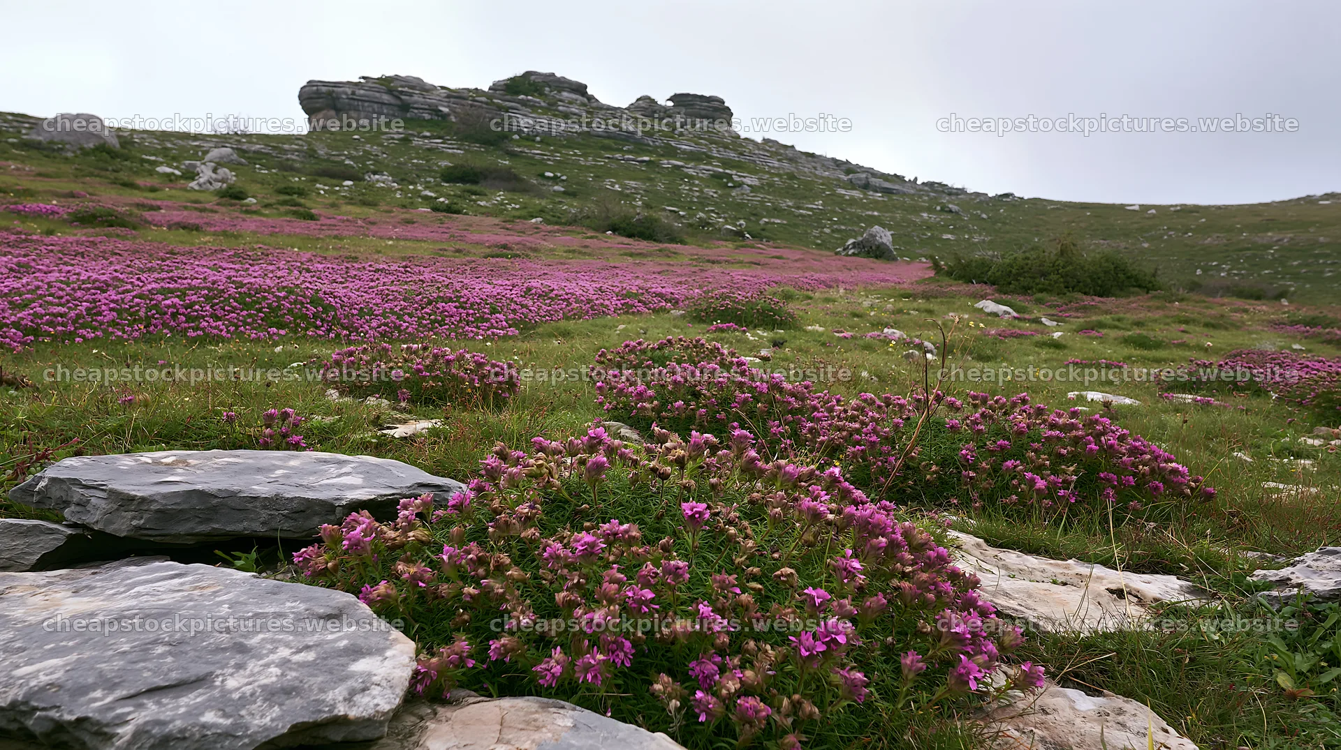 Cloudy rockrose meadow on a limestone slope – stock pictures 10608x5938