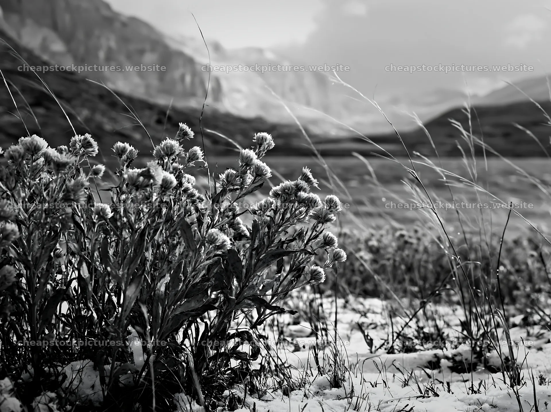 Lakeside meadow after first snowfall with dry flowers and snow – stock pictures 9174x6866