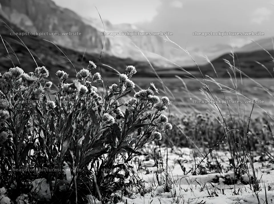 Lakeside meadow after first snowfall with dry flowers and snow – stock pictures 9174x6866