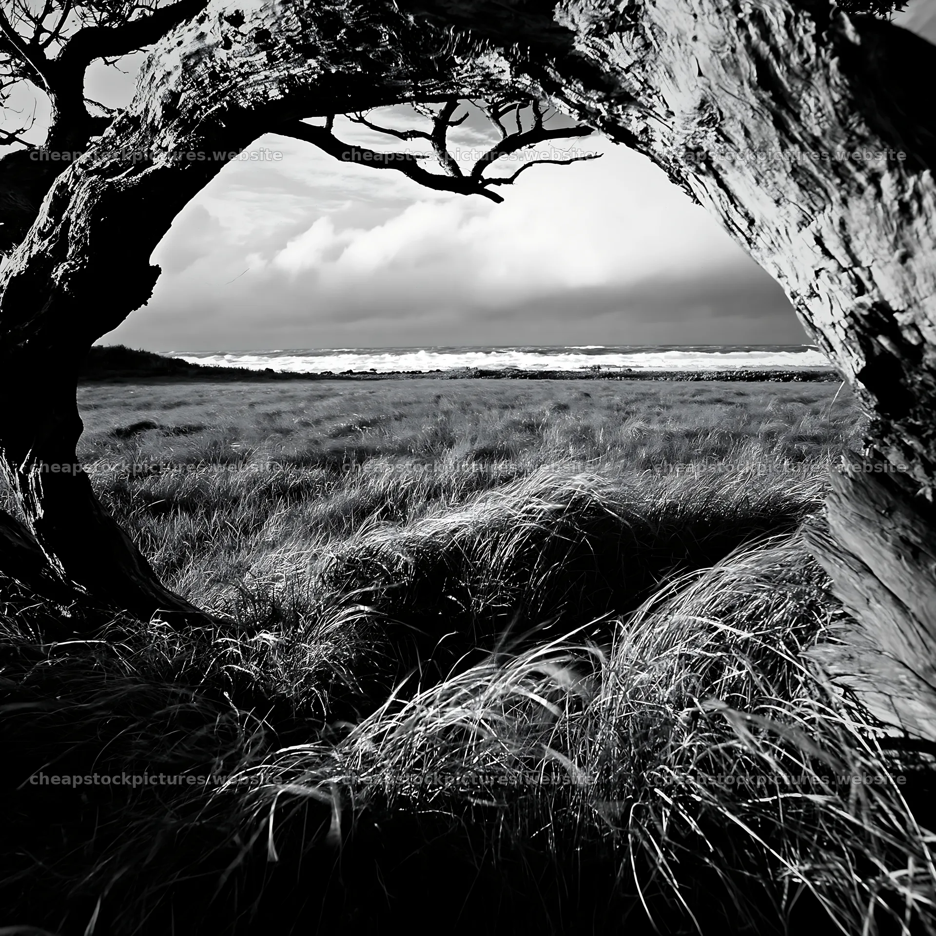 Ishikawa coastal meadow storm washed driftwood under cloudy sky – stock pictures 7938x7938