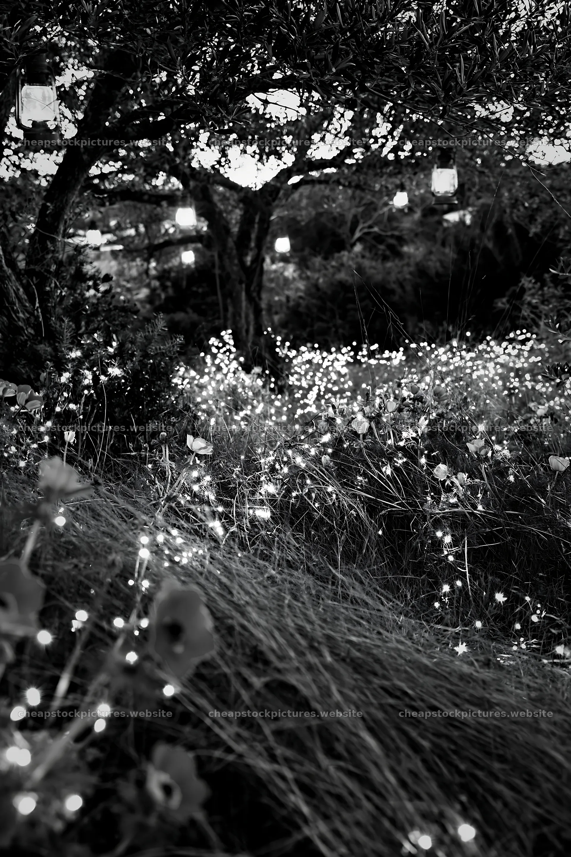 Wide Christmas meadow filled with native flowers and fairy lights – stock pictures 6480x9722