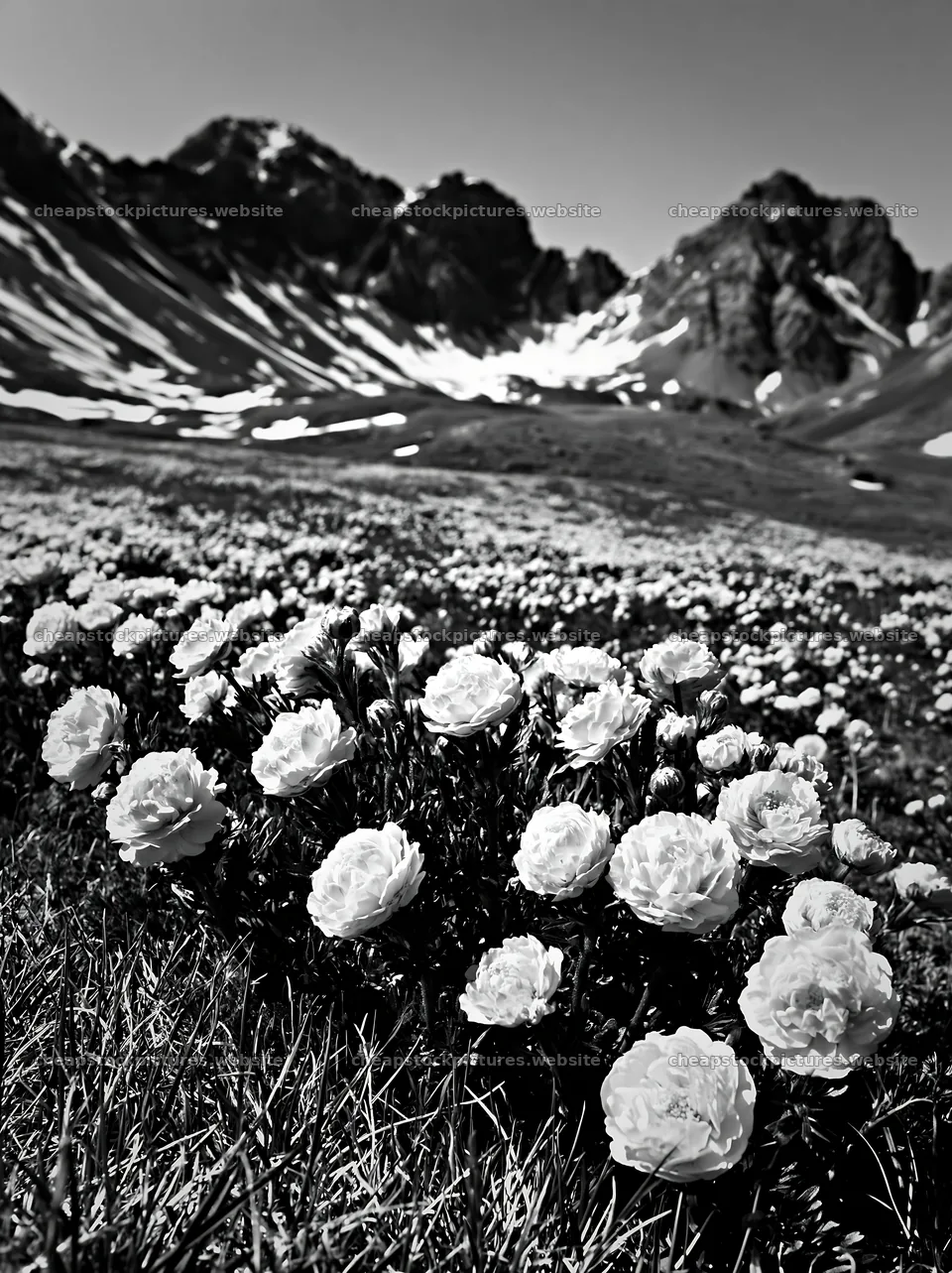 Swiss subalpine meadow with flowers and mountain backdrop – stock pictures 6866x9174