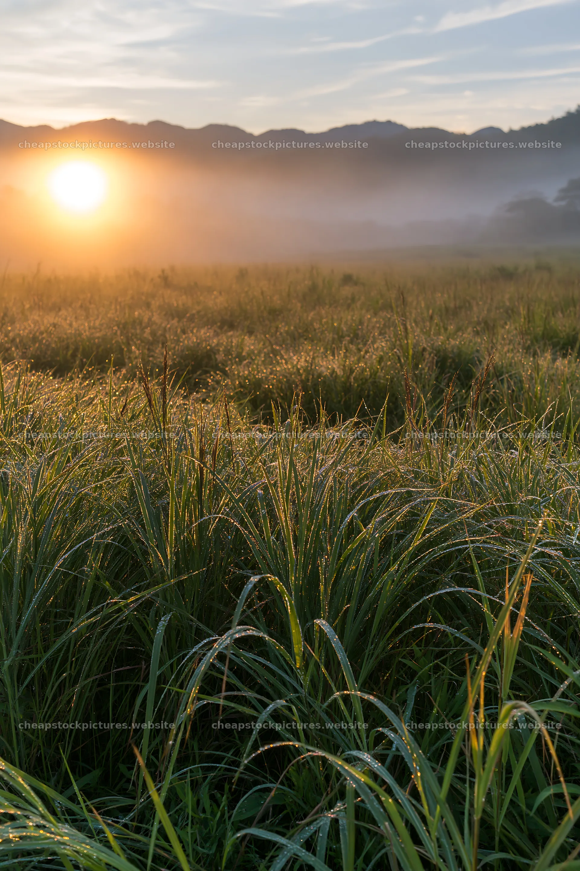 Miyazaki sunrise over dew covered sedges in meadow – stock pictures 6480x9722