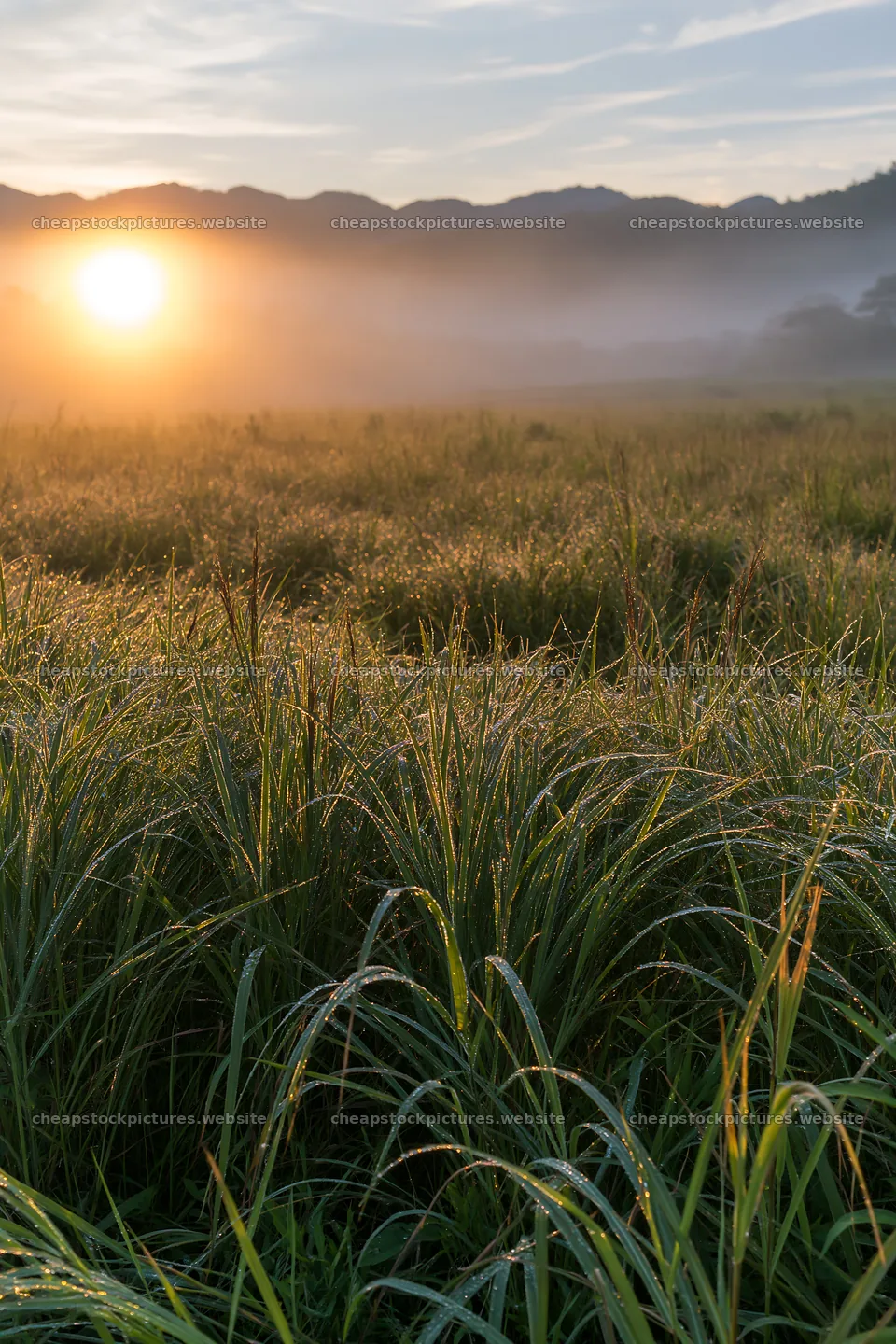Miyazaki sunrise over dew covered sedges in meadow – stock pictures 6480x9722