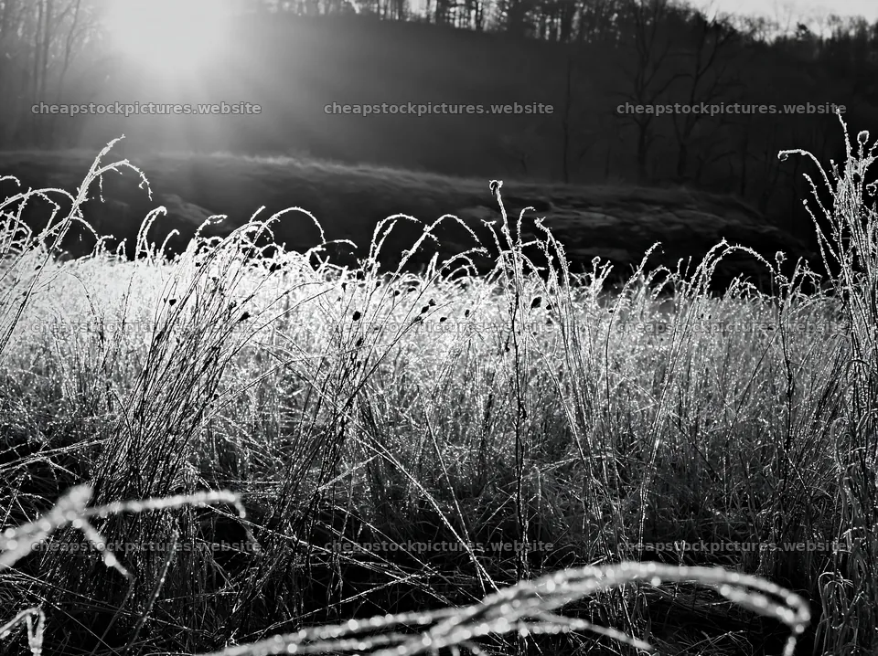 Frosty meadow at sunrise reveals frozen grass and light – stock pictures 9174x6866