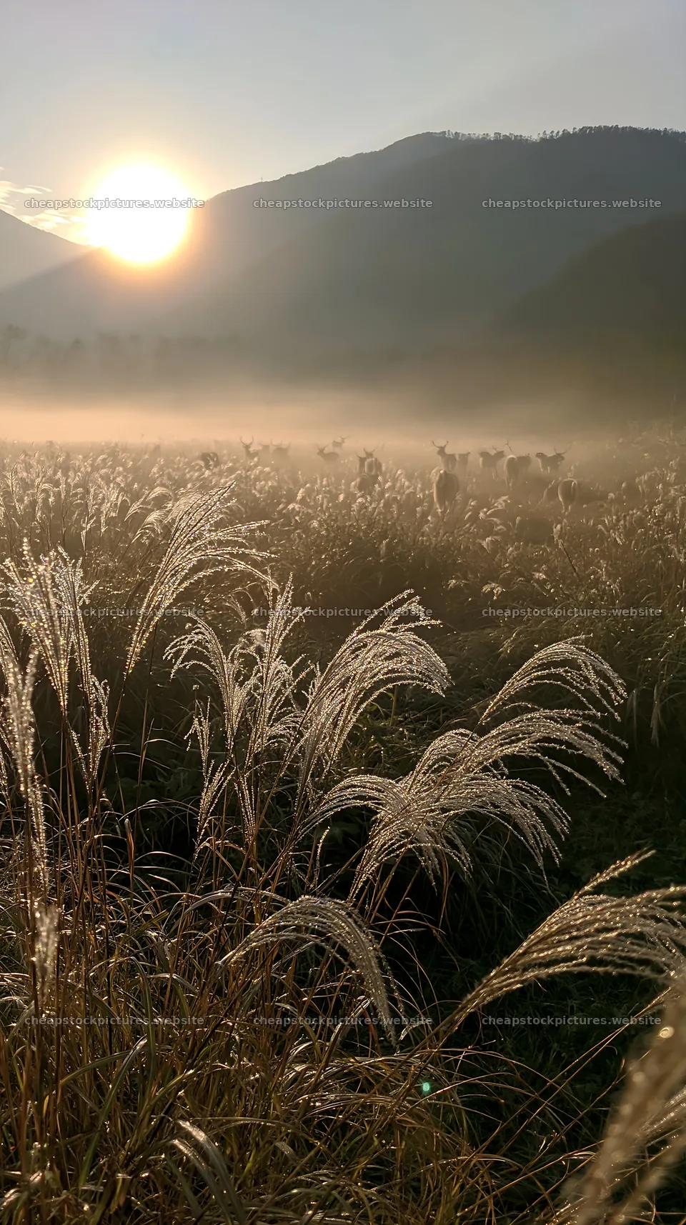 Climate-resilient Hokkaido silver grass meadow seedheads at sunrise – stock pictures 5938x10608