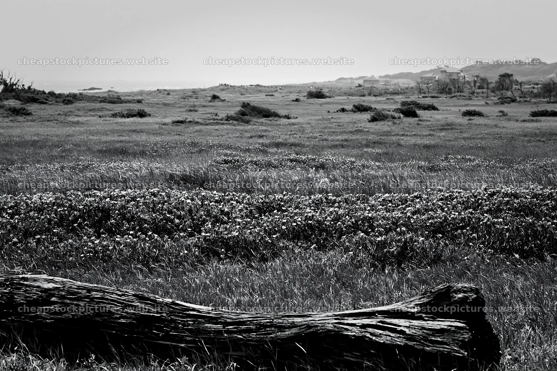 Chiba coastal climate meadow driftwood in the foreground – stock pictures 9722x6480