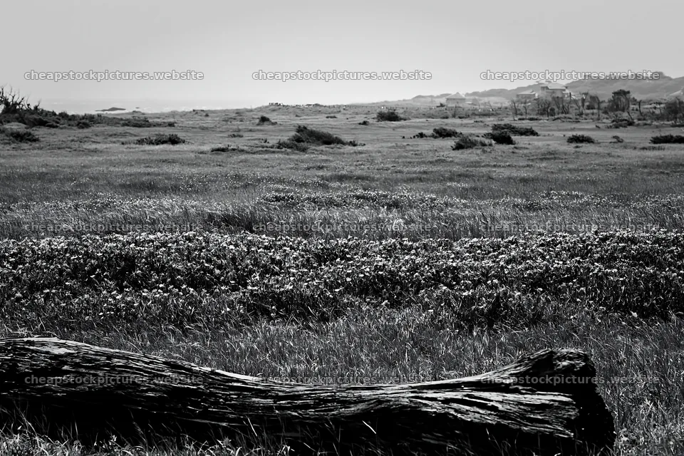 Chiba coastal climate meadow driftwood in the foreground – stock pictures 9722x6480