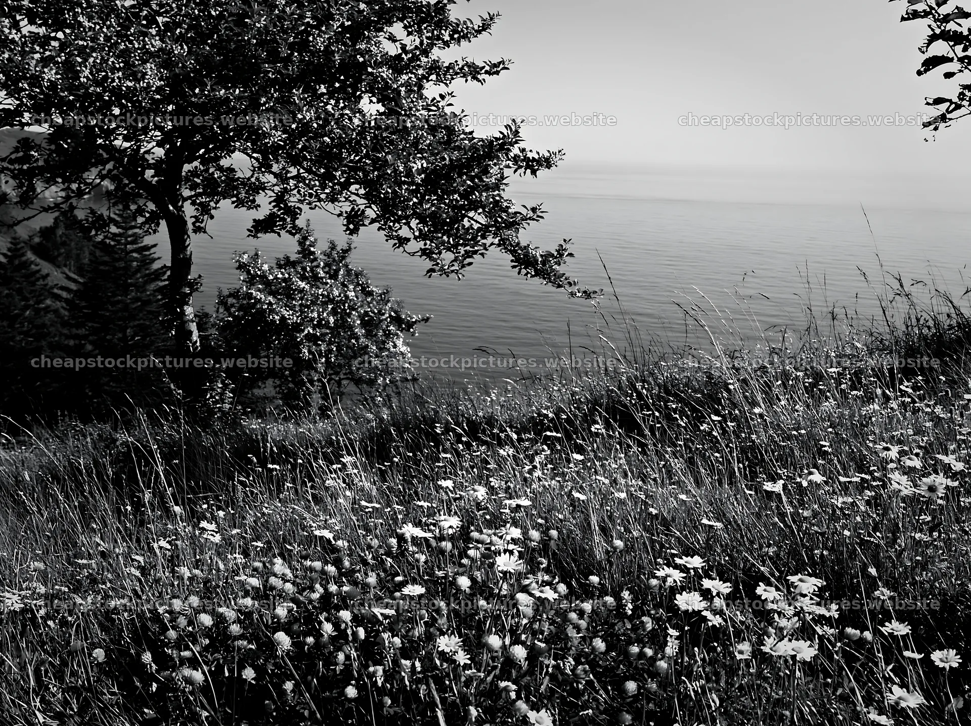 Spring orchard meadow overlooking calm waters – stock pictures 9174x6866
