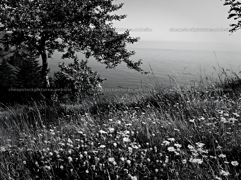 Spring orchard meadow overlooking calm waters – stock pictures 9174x6866
