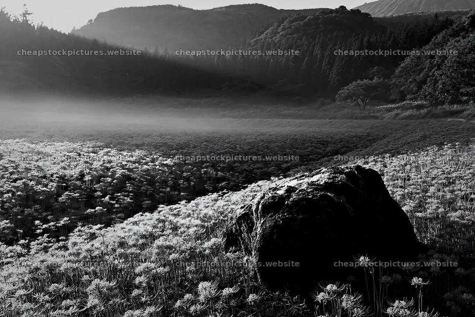 Moss covered stone in Shimane misty meadow with red flowers – stock pictures 9722x6480
