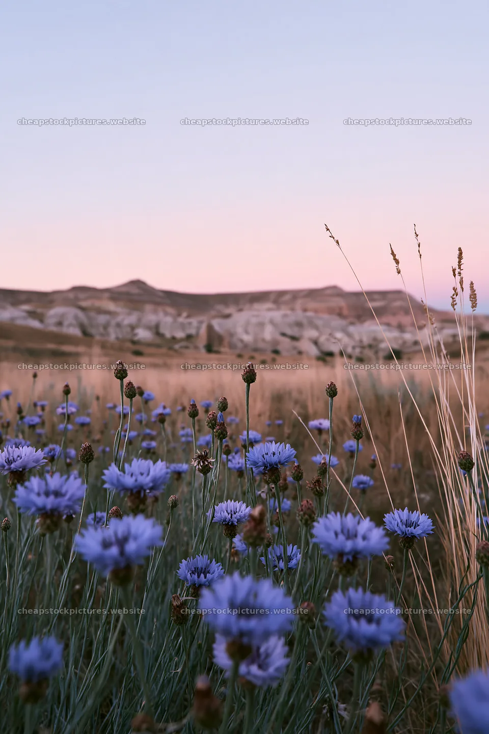 Cornflower meadow at sunset with hills in the background – stock pictures 6480x9722
