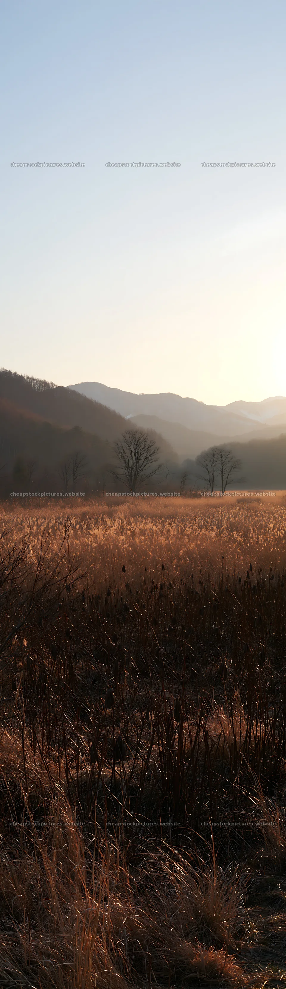 Akita snowmelt meadow with silver grasses during sunset – stock pictures 4268x14762